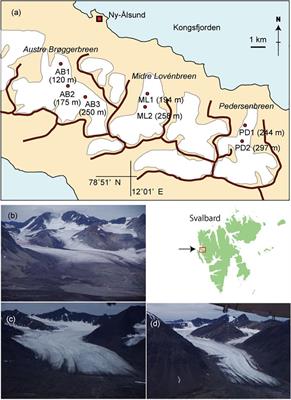 Variations in Phototroph Communities on the Ablating Bare-Ice Surface of Glaciers on Brøggerhalvøya, Svalbard